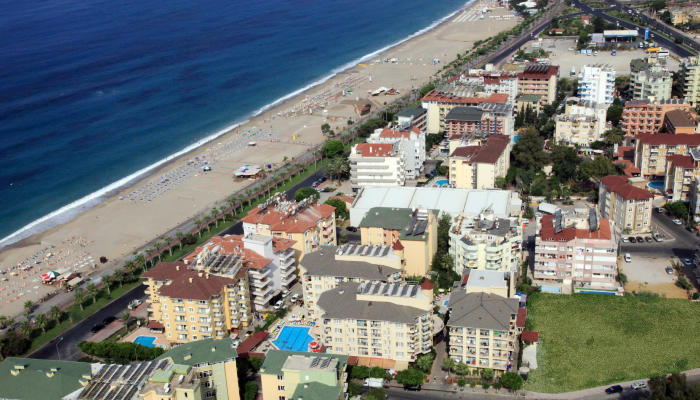 Kleopatra Royal Palm